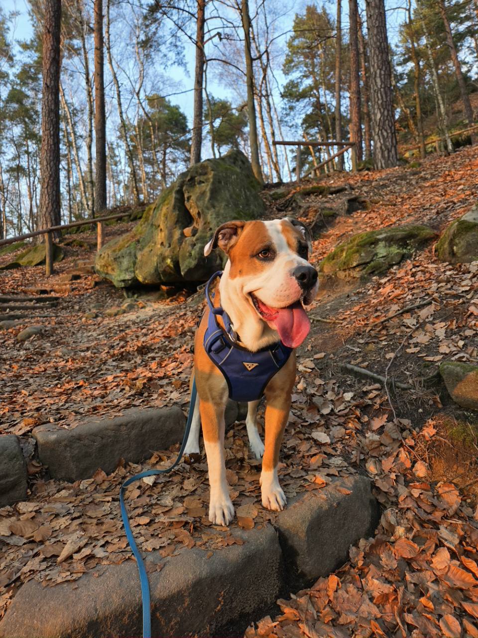 Pablo bei einem Spaziergang im herbstlichen Wald